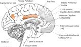 brain sagittal view - kopie